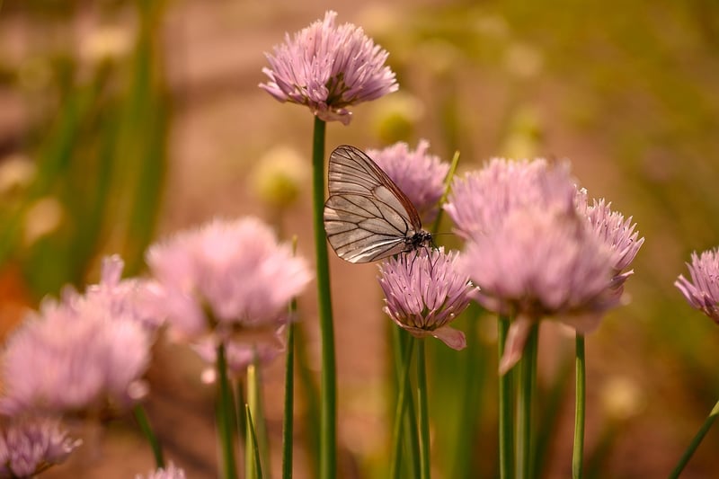 Butterfly in the garden