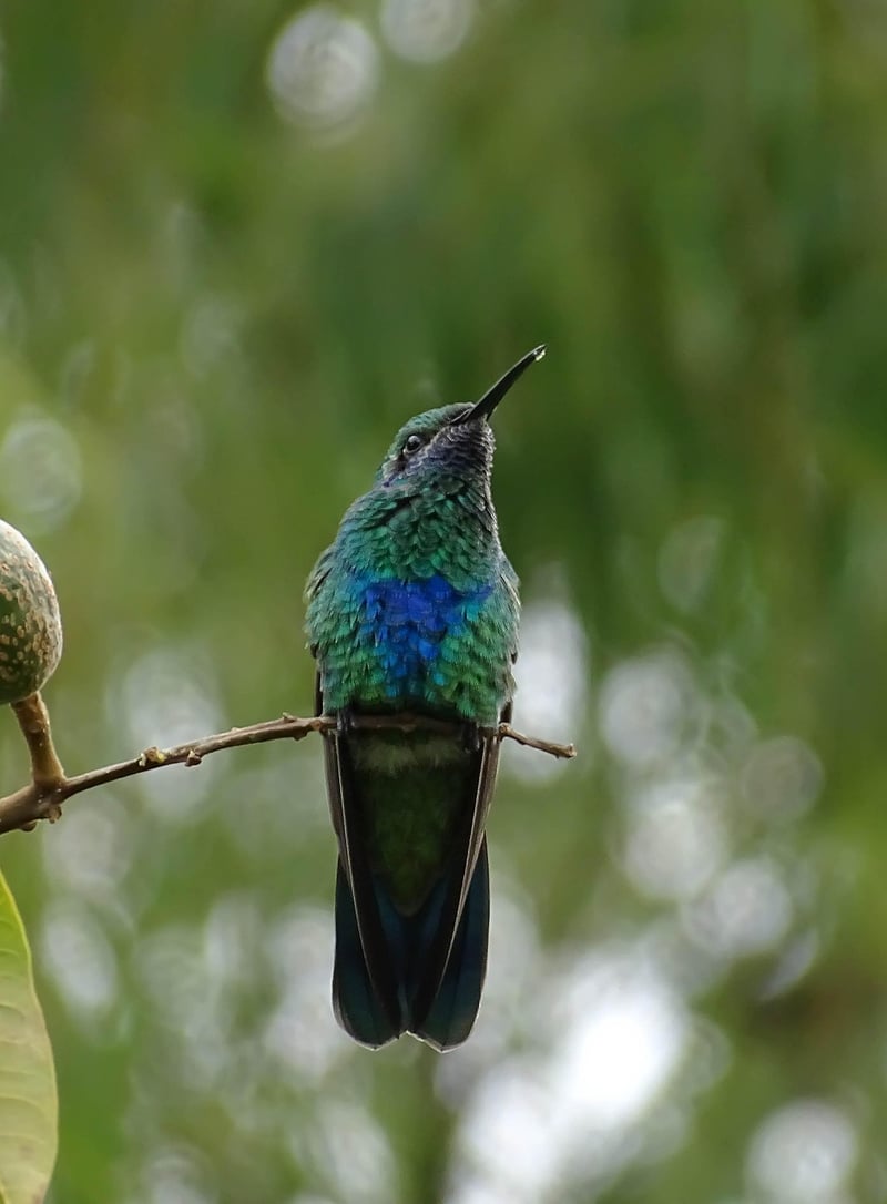 Hummingbird in the garden