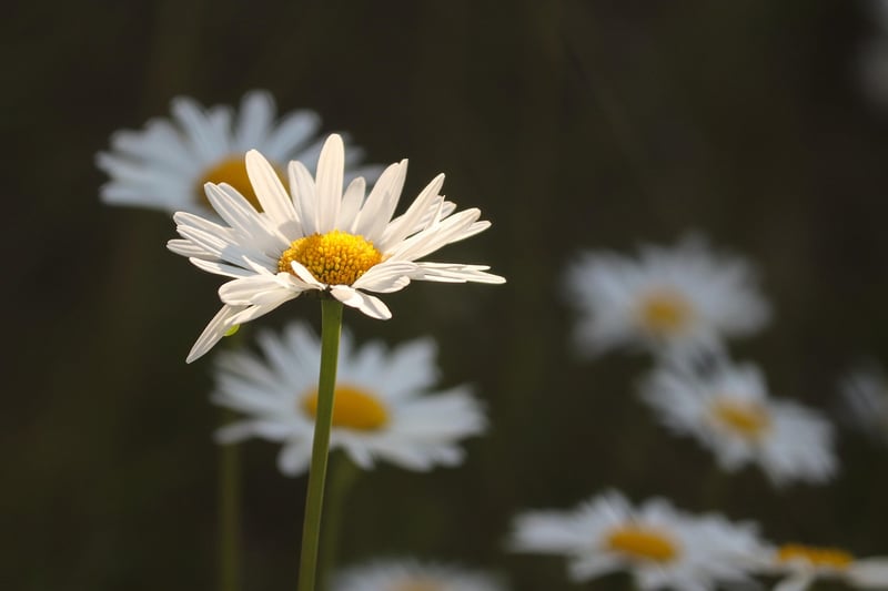 Starlit Meadows
